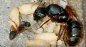 Preview: Camponotus rufipes